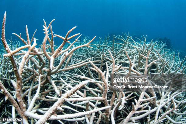 coral bleaching on the great barrier reef - acropora sp stock pictures, royalty-free photos & images