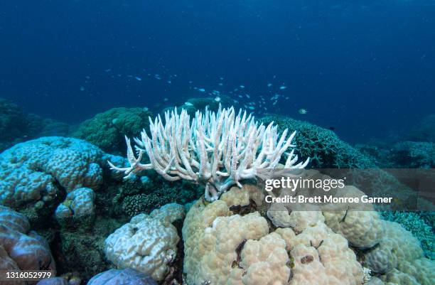 coral bleaching on the great barrier reef - coral bleaching stock pictures, royalty-free photos & images