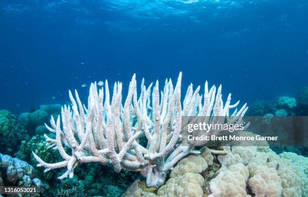 coral bleaching on the great barrier reef - coral imagens e fotografias de stock