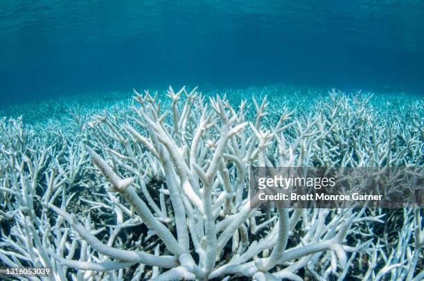 coral bleaching on the great barrier reef - mort photos et images de collection