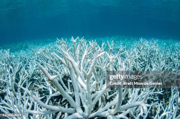 coral bleaching on the great barrier reef - reef 個照片及圖片檔