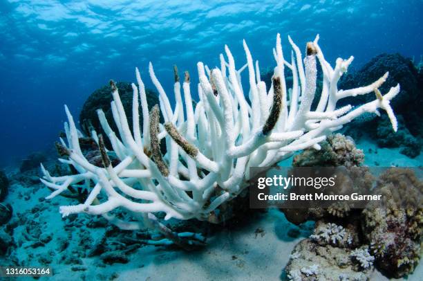 coral bleaching on the great barrier reef - dead fish stock pictures, royalty-free photos & images