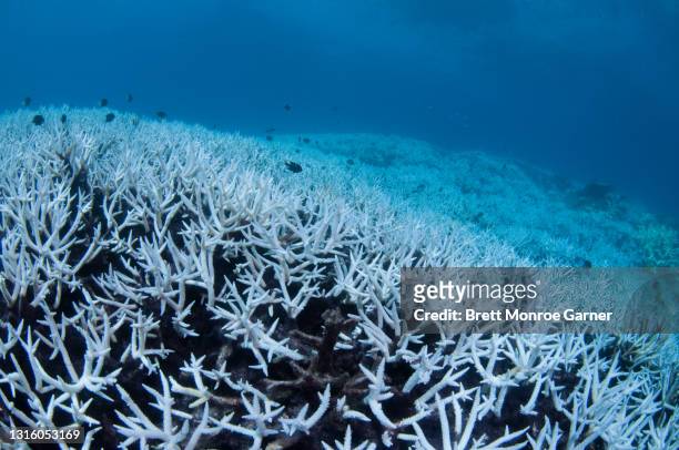 coral bleaching on the great barrier reef - great barrier reef australia coral stock pictures, royalty-free photos & images