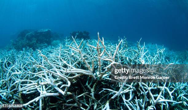 coral bleaching on the great barrier reef - coral bleaching stock pictures, royalty-free photos & images