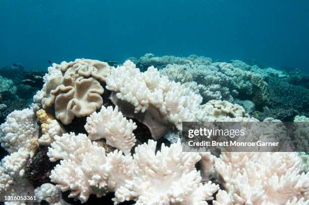 soft corals coral bleaching on the great barrier reef - reef fotografías e imágenes de stock