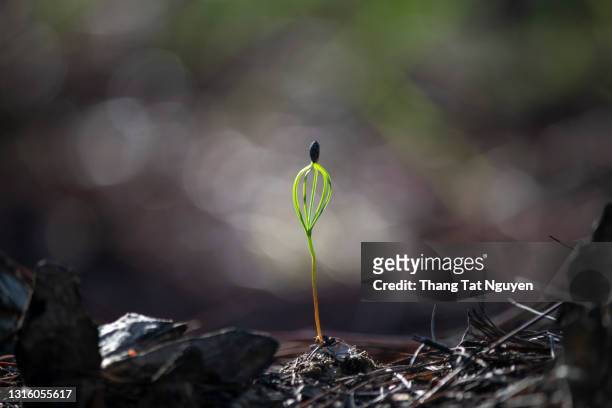 baby pine tree growing from soil in forest - tree forest flowers stockfoto's en -beelden