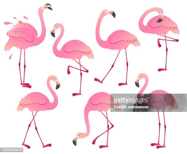 ilustraciones, imágenes clip art, dibujos animados e iconos de stock de conjunto de flamencos rosas de dibujos animados - flamingos