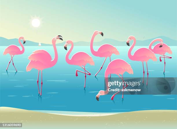 ilustraciones, imágenes clip art, dibujos animados e iconos de stock de flamencos en una playa - flamenco rosa