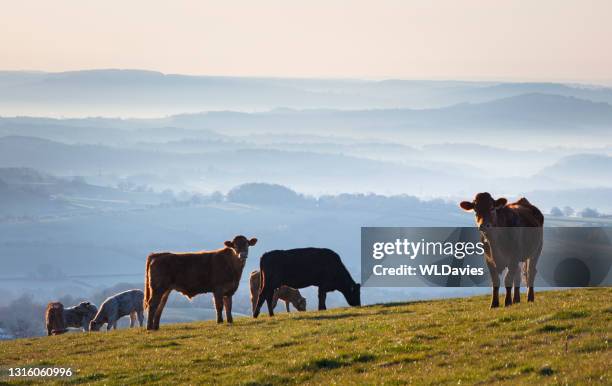 koeien op welse heuvels - zuid wales stockfoto's en -beelden