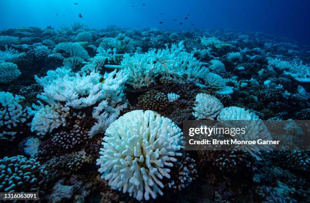 coral bleaching event in french polynesia - coral bleaching stock pictures, royalty-free photos & images