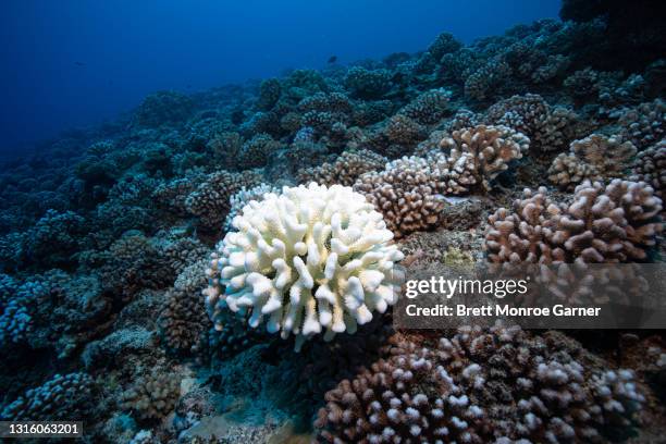 coral bleaching event in french polynesia - coral madrépora fotografías e imágenes de stock