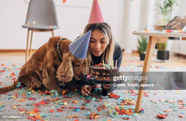 geburtstagsfeier des hundes - messy dog stock-fotos und bilder