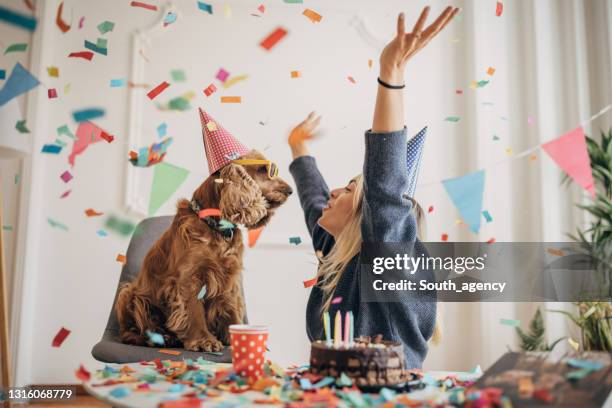 dog's birthday celebration - dog birthday stock pictures, royalty-free photos & images