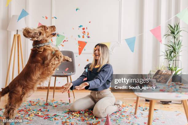 dog's birthday party - dog birthday stock pictures, royalty-free photos & images