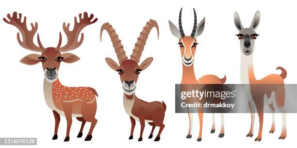 animals - guanaco stock illustrations