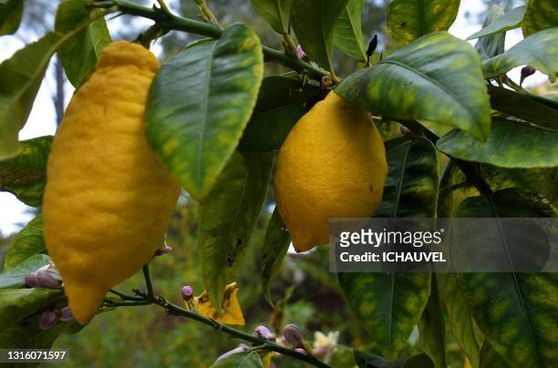 lemon tree south of france - cidra frutas cítricas - fotografias e filmes do acervo