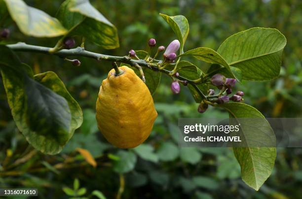 lemon tree south of france - citron stock pictures, royalty-free photos & images