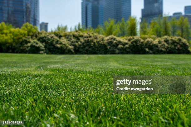 nice green lawn/grass. - gazon photos et images de collection