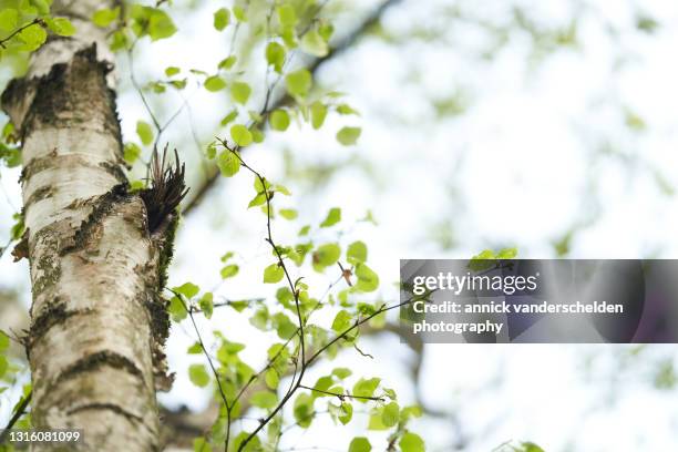paper birch - birch stock pictures, royalty-free photos & images