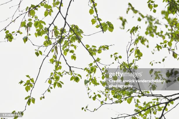 paper birch - berk stockfoto's en -beelden
