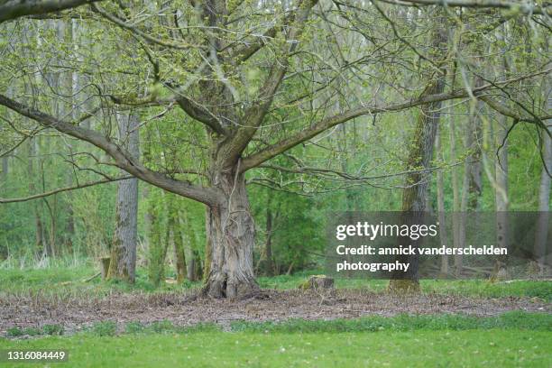 Coppiced Tree Example Coppiced Photos and Premium High Res Pictures - Getty Images