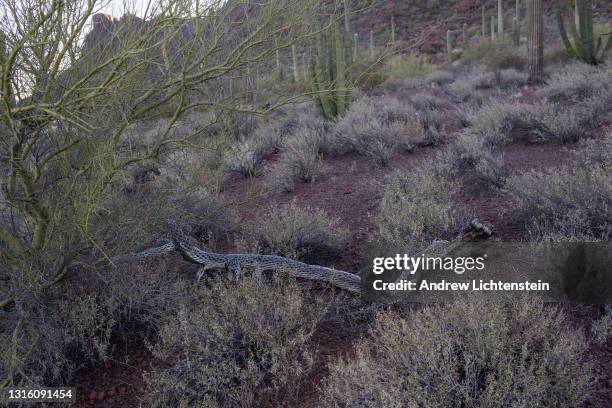 Landscapes from the desert of south western Arizona, where the rare Organ pipe cactus grows, April 29 in Organ Pipe Cactus National Monument, Arizona.