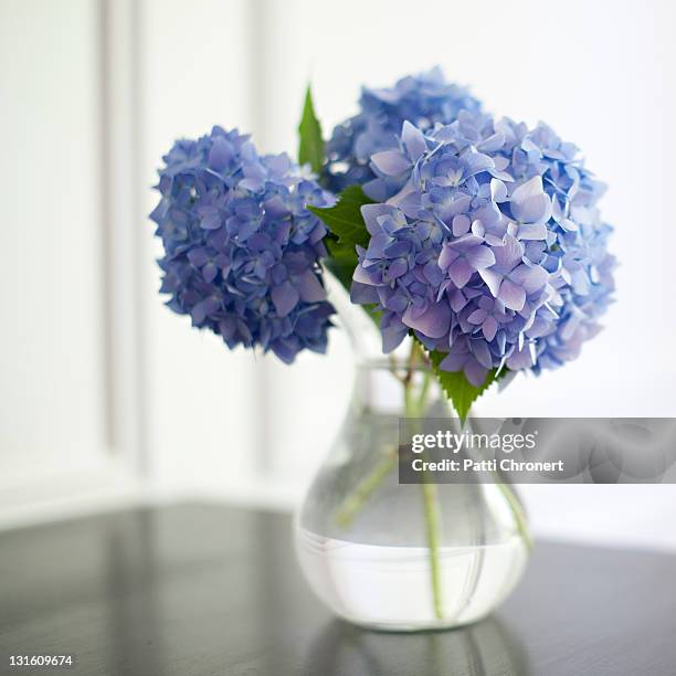 blue hydrangeas - 花瓶 ストックフォトと画像