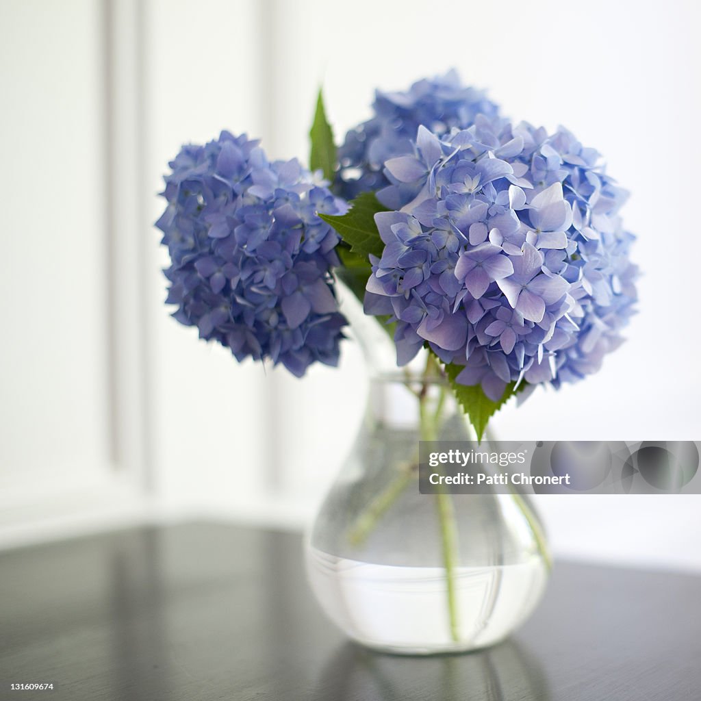 Blue hydrangeas