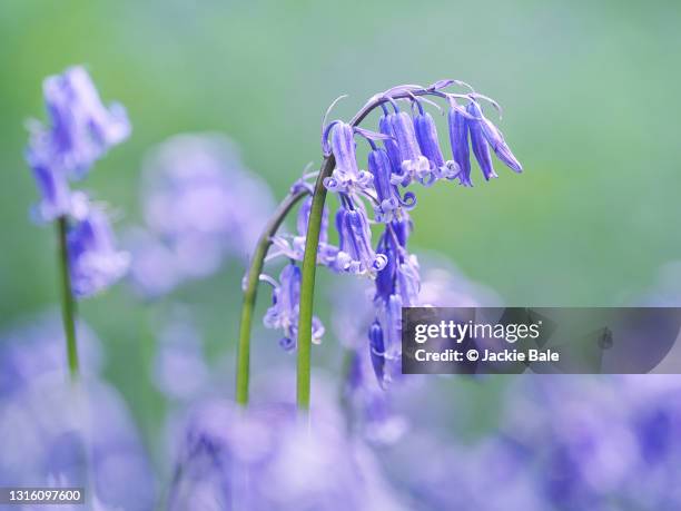 native english bluebells - bluebell stockfoto's en -beelden