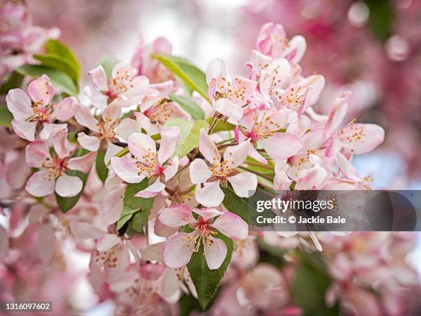 crab-apple blossom with bokeh - apple blossom stock pictures, royalty-free photos & images