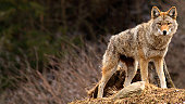 Coyote on Top of a Hill