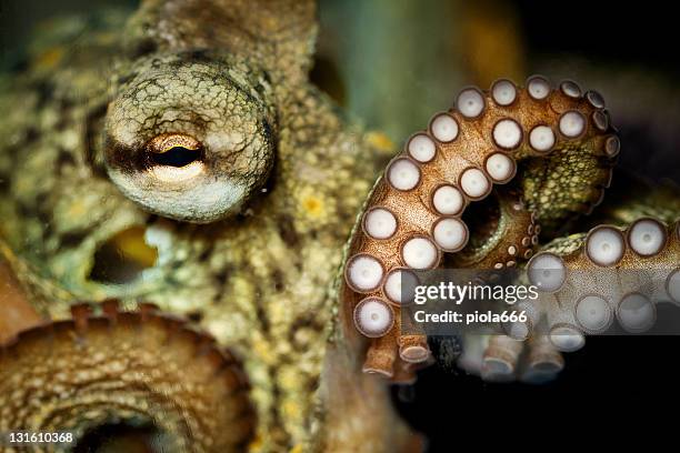 octopus and tentacular suckers - octopus aquarium stock pictures, royalty-free photos & images