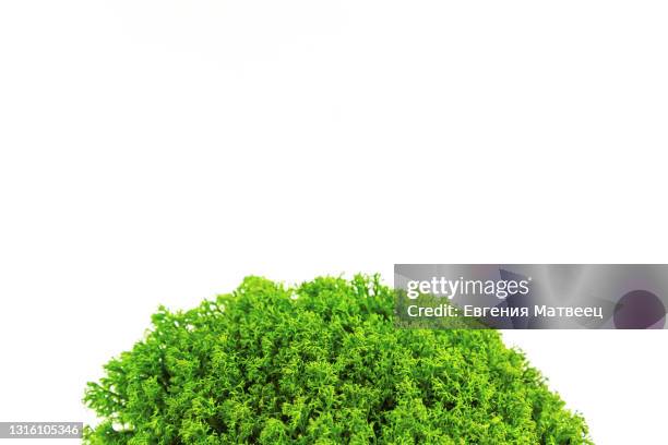 green moss isoalted on white background. floristics concept. close up. - terrarium fotografías e imágenes de stock