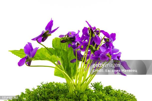 viola early spring forest flowers on moss isolated on white background. easter concept. close up. - violales stock pictures, royalty-free photos & images