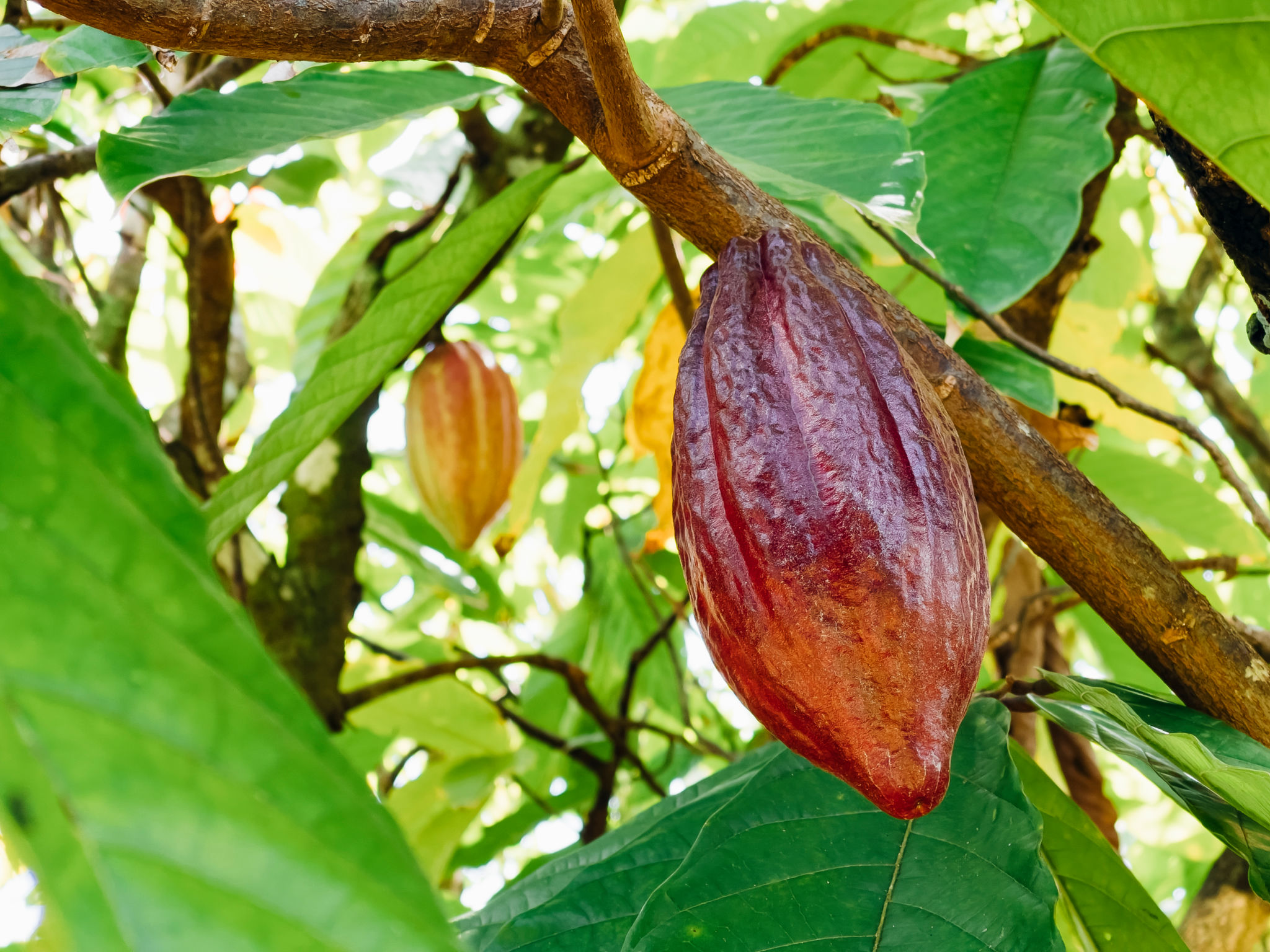 sustainable cacao