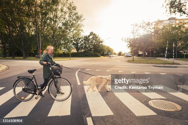 mature woman wheeling bicycle while crossing road with dog - zebrastreifen stock-fotos und bilder