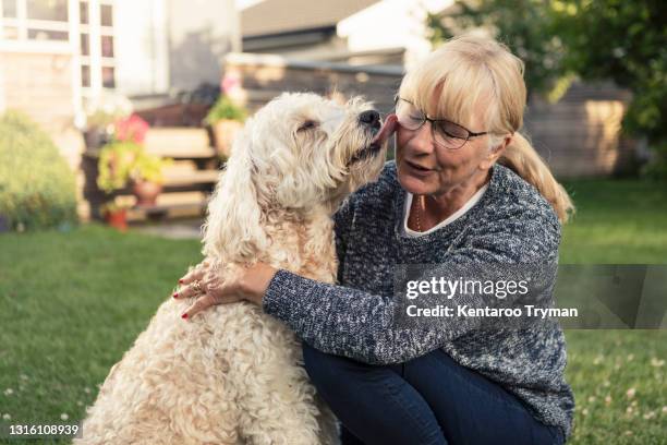 dog licking mature woman in back yard - licking stock pictures, royalty-free photos & images