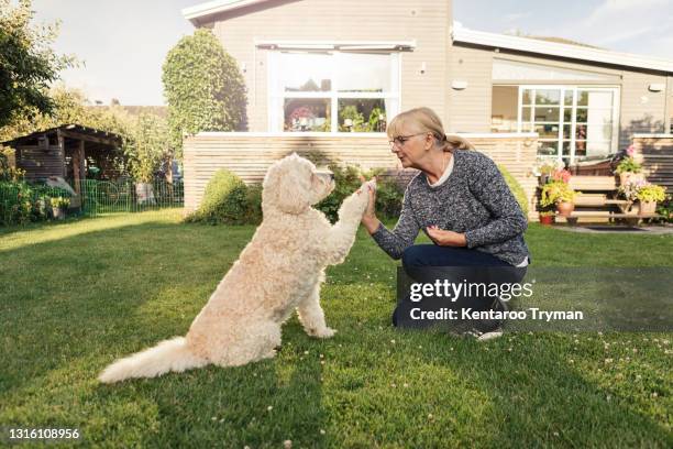 mature woman doing high-five with dog in back yard - labradoodle stock pictures, royalty-free photos & images