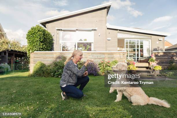 mature woman teaching obedience training to pet at back yard - labradoodle stock pictures, royalty-free photos & images