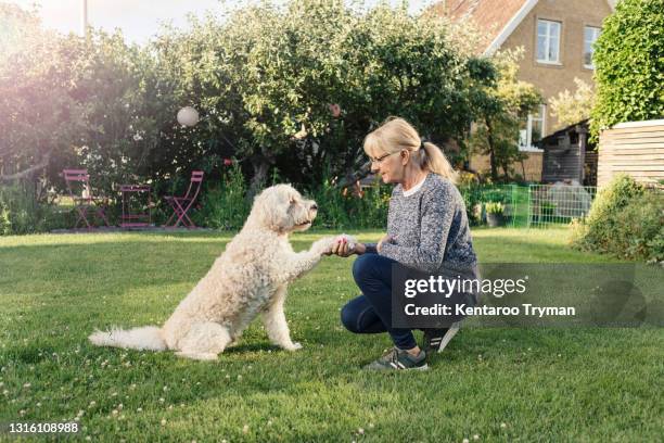 mature woman shaking hand with dog in back yard - labradoodle stock pictures, royalty-free photos & images