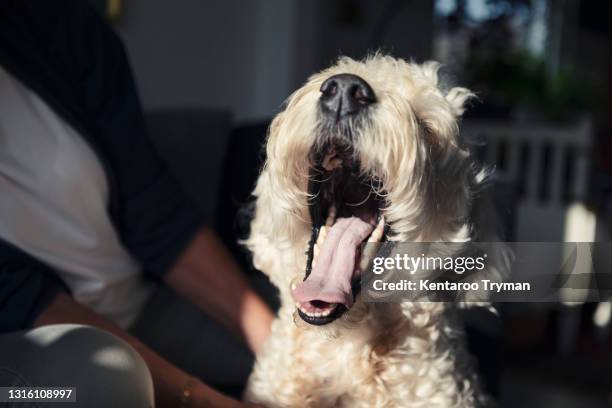 dog yawning in sunlight at home - bostezar fotografías e imágenes de stock