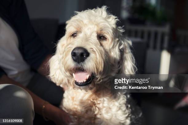 labradoodle looking away in sunlight at home - labradoodle stock pictures, royalty-free photos & images