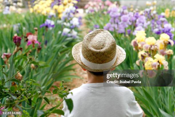 rear view of boy at iris flowers garden - iris plant stockfoto's en -beelden