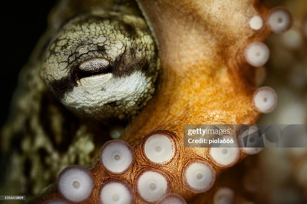 Octopus and tentacular suckers