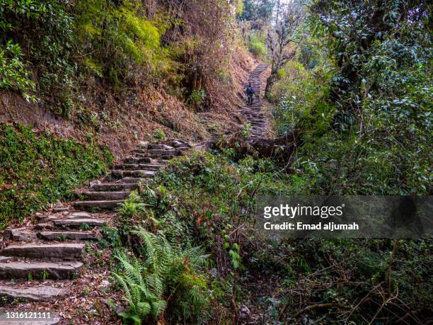 forested steep trail jhinu hot spring to pothana, annapurna base camp trek, nepal - kathmandu valley stock pictures, royalty-free photos & images