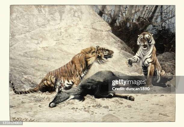 tigers fighting over the carcass of a nilgai - animals hunting stock illustrations