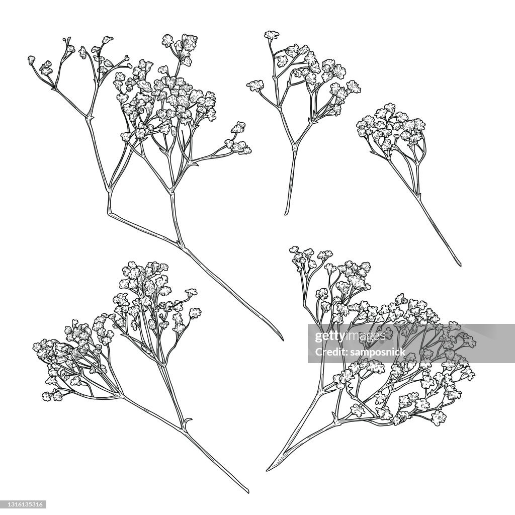 Delicati elementi artistici della linea del respiro del bambino