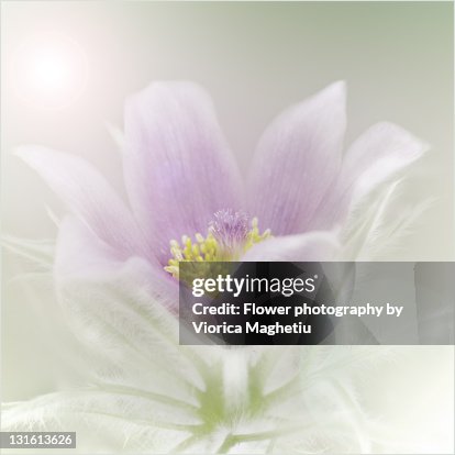 Pascal's Pattern Flower Pascal Flower High-Res Stock Photo - Getty Images