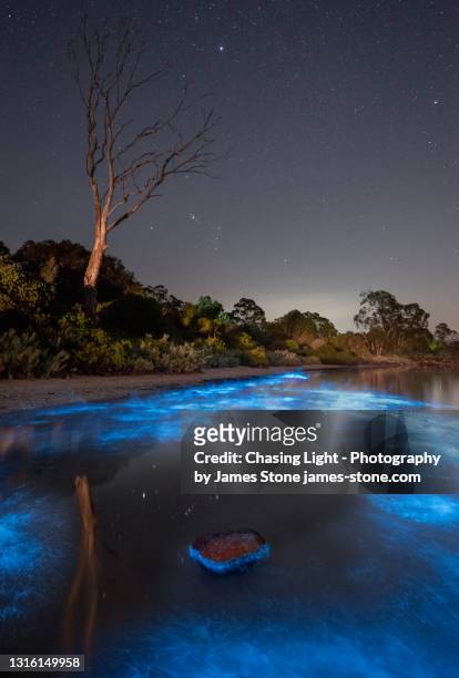 blue bioluminescence with the constellation orion reflected in the water - phytoplankton stock pictures, royalty-free photos & images
