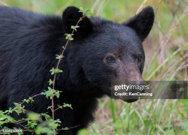 orso nero nella foresta - cades cove foto e immagini stock